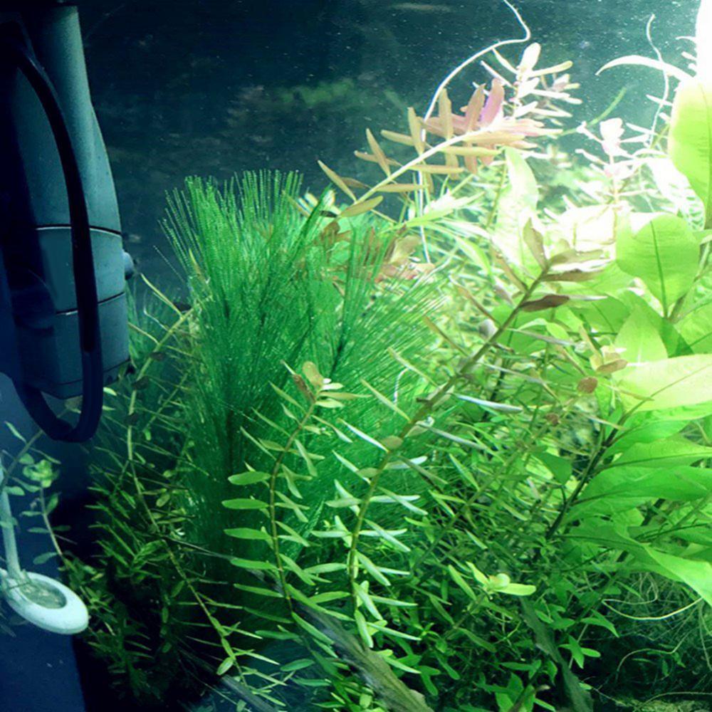 1/3Pcs 28/40cm Aquarium Fish T - Aquarium Plant Live recension och pris