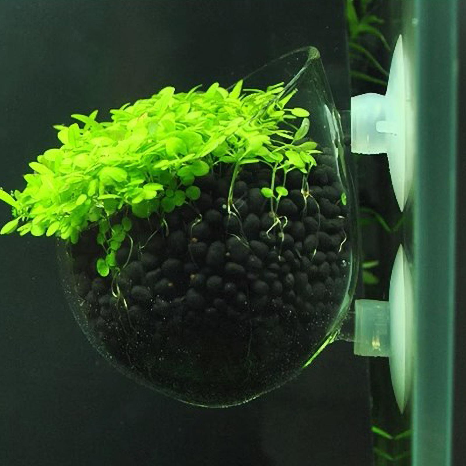 Aquarium Plant Holder Glass Aq - Planted Aquarium Media recension och pris
