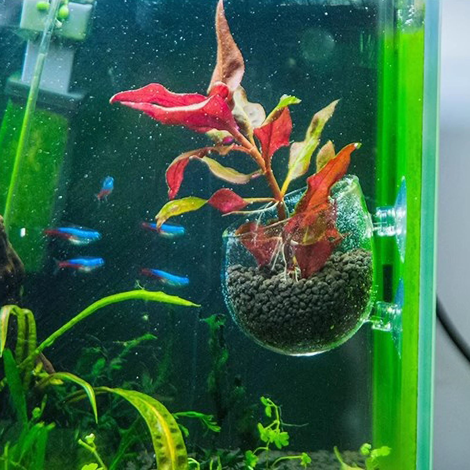 Aquarium Plant Holder Glass Aq - Planted Aquarium Media recension och pris