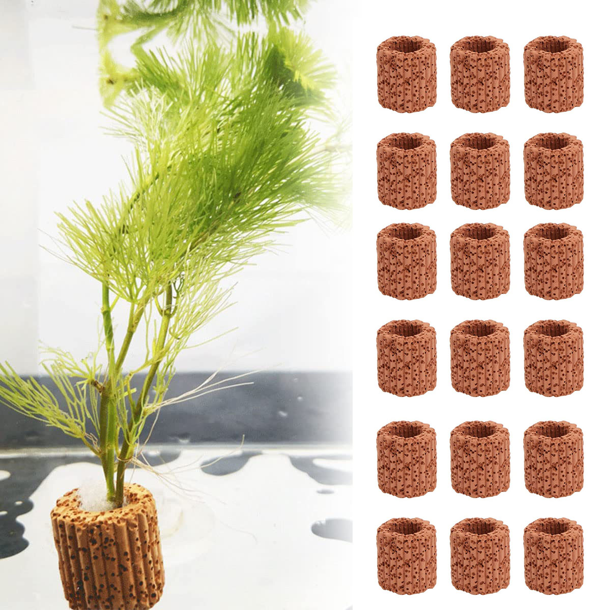 10/20Pcs Aquatic Water Plant F - Aquarium Plant Live recension och pris